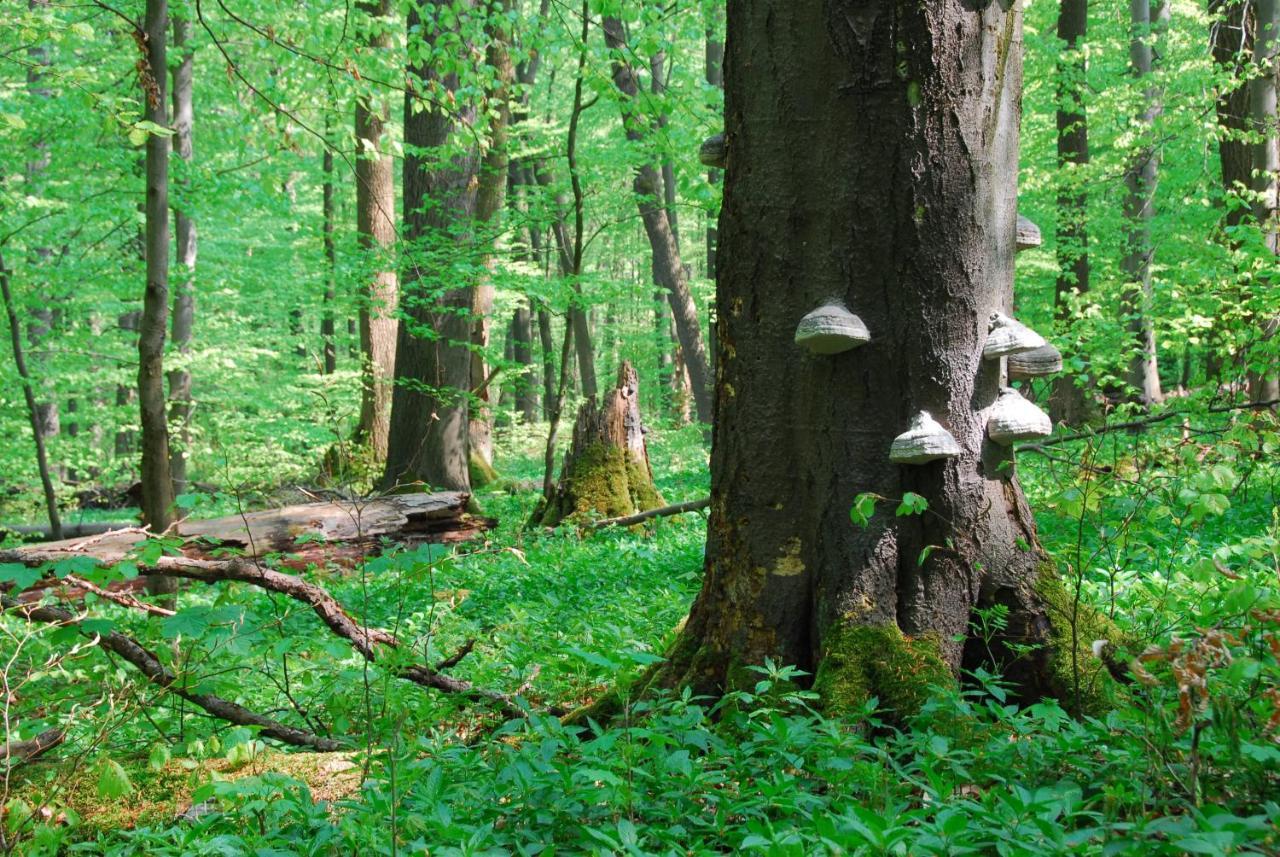 Ferienhaeuser Oberdorla ภายนอก รูปภาพ